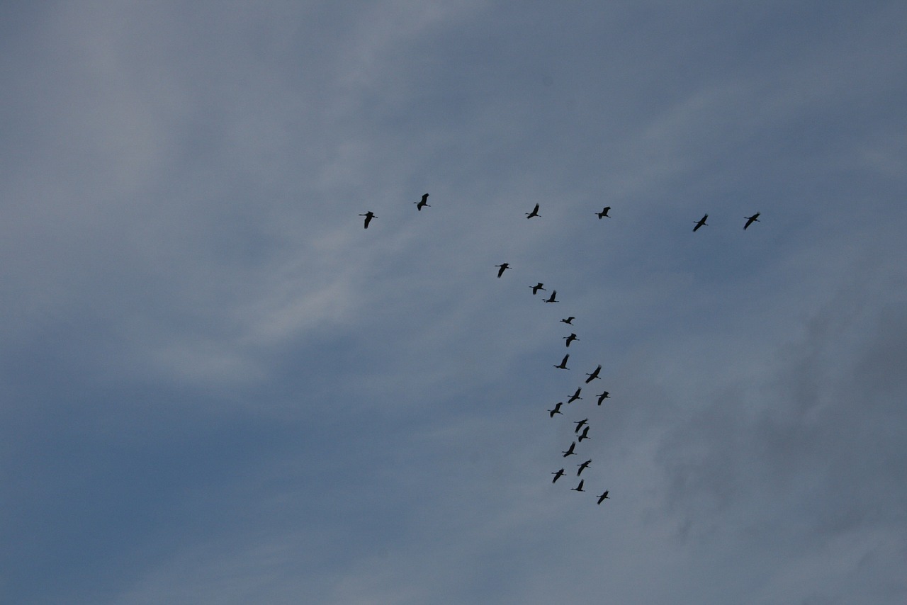 birds geese flying free photo