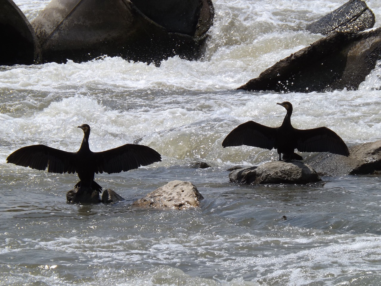 birds cormorant wings free photo