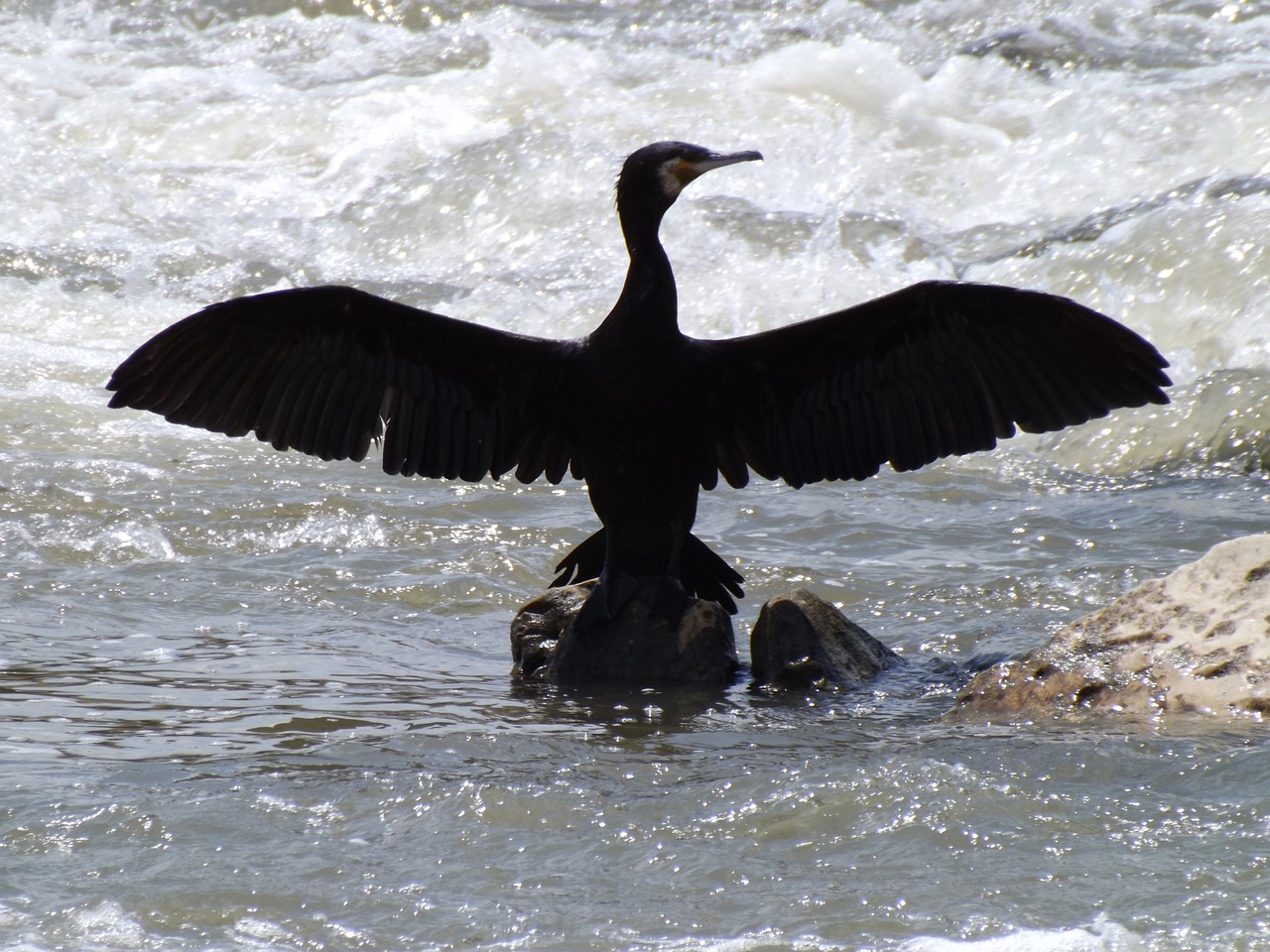 birds cormorant wings free photo