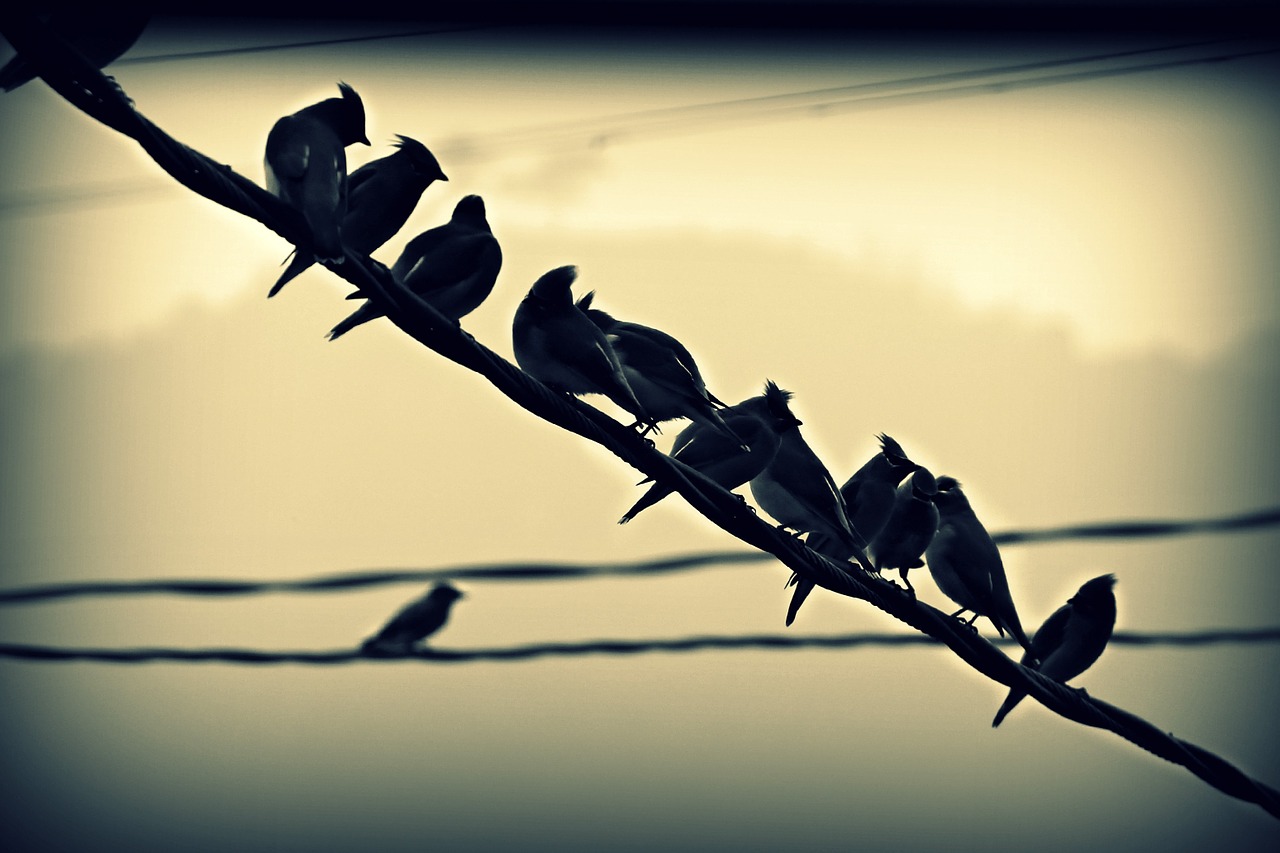 birds perched wire free photo