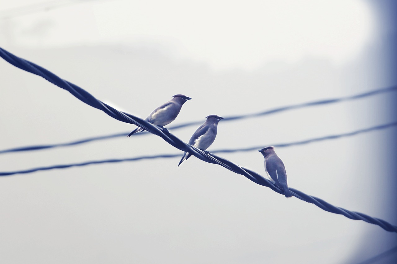 birds perched wire free photo