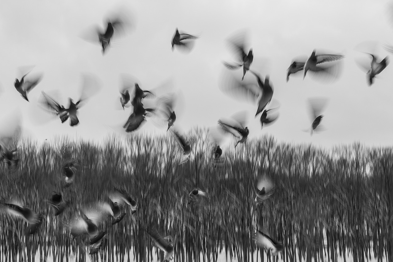 birds flock swarm free photo