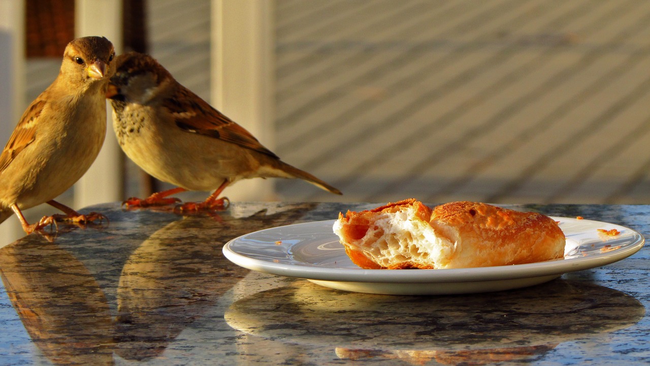 birds restaurant croissant free photo