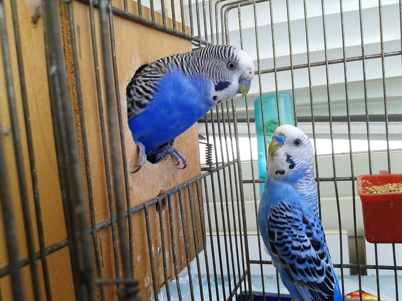 birds cage parrots free photo