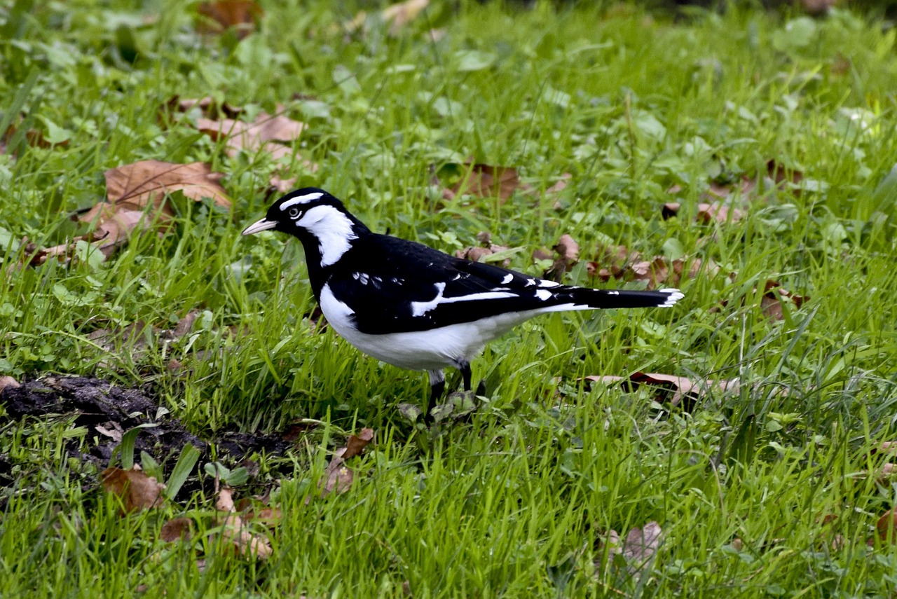 birds melbourne australia free photo