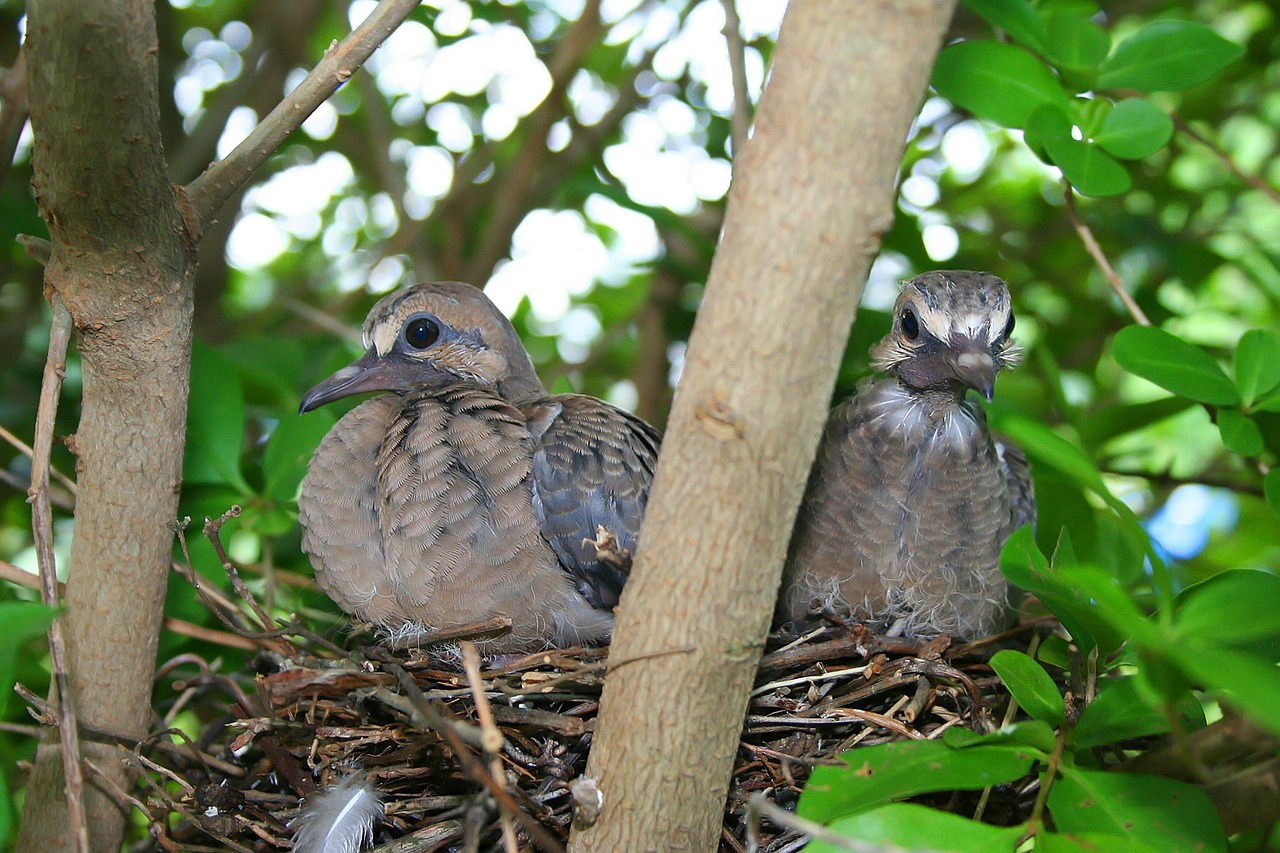 birds nest animal free photo