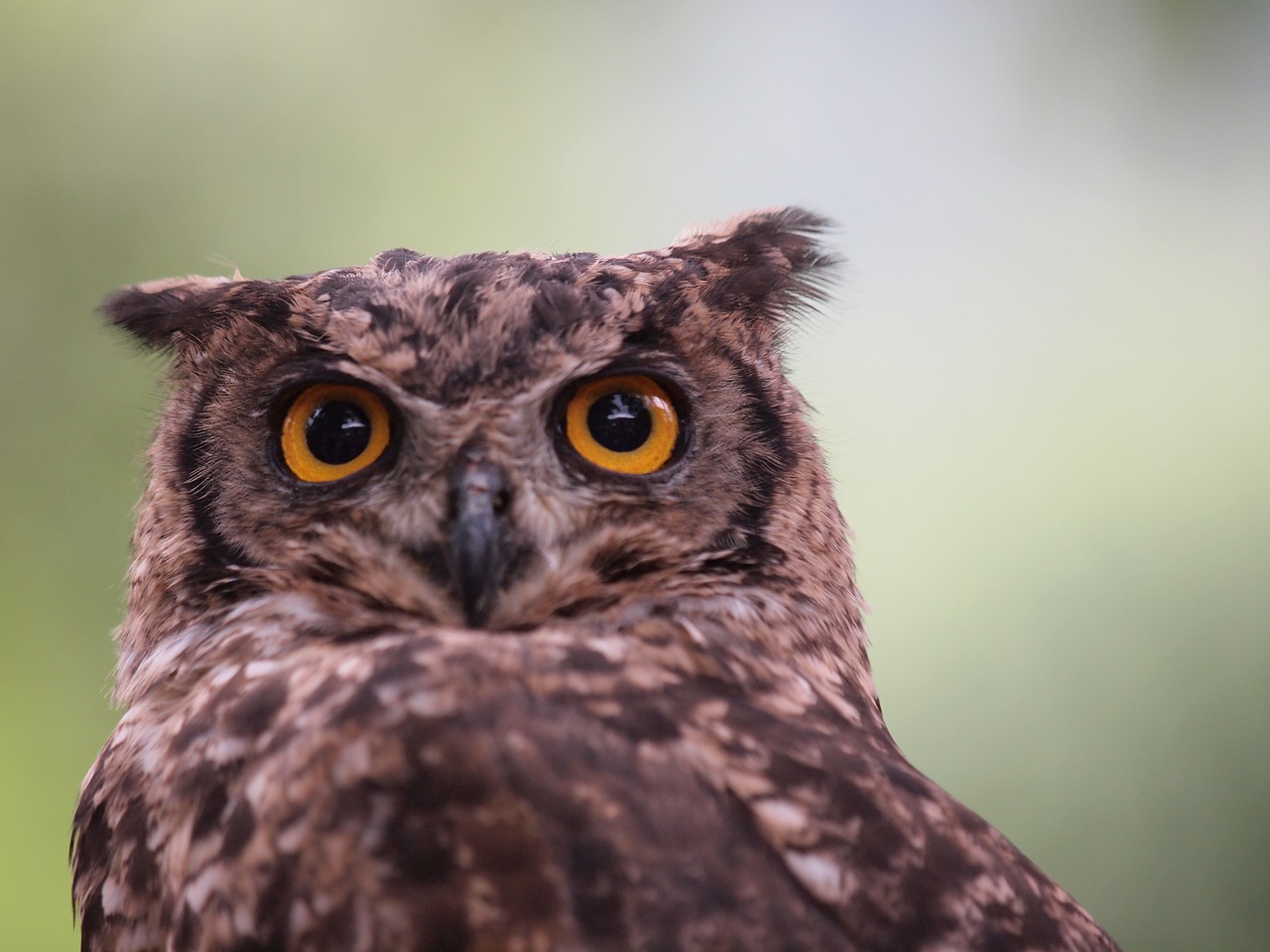 birds owl raptor free photo