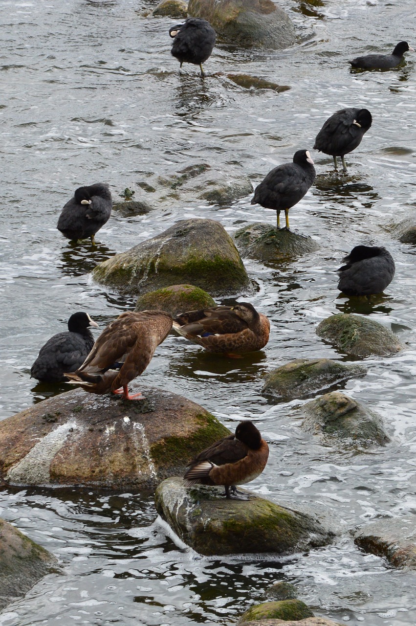 birds gulls ducks free photo