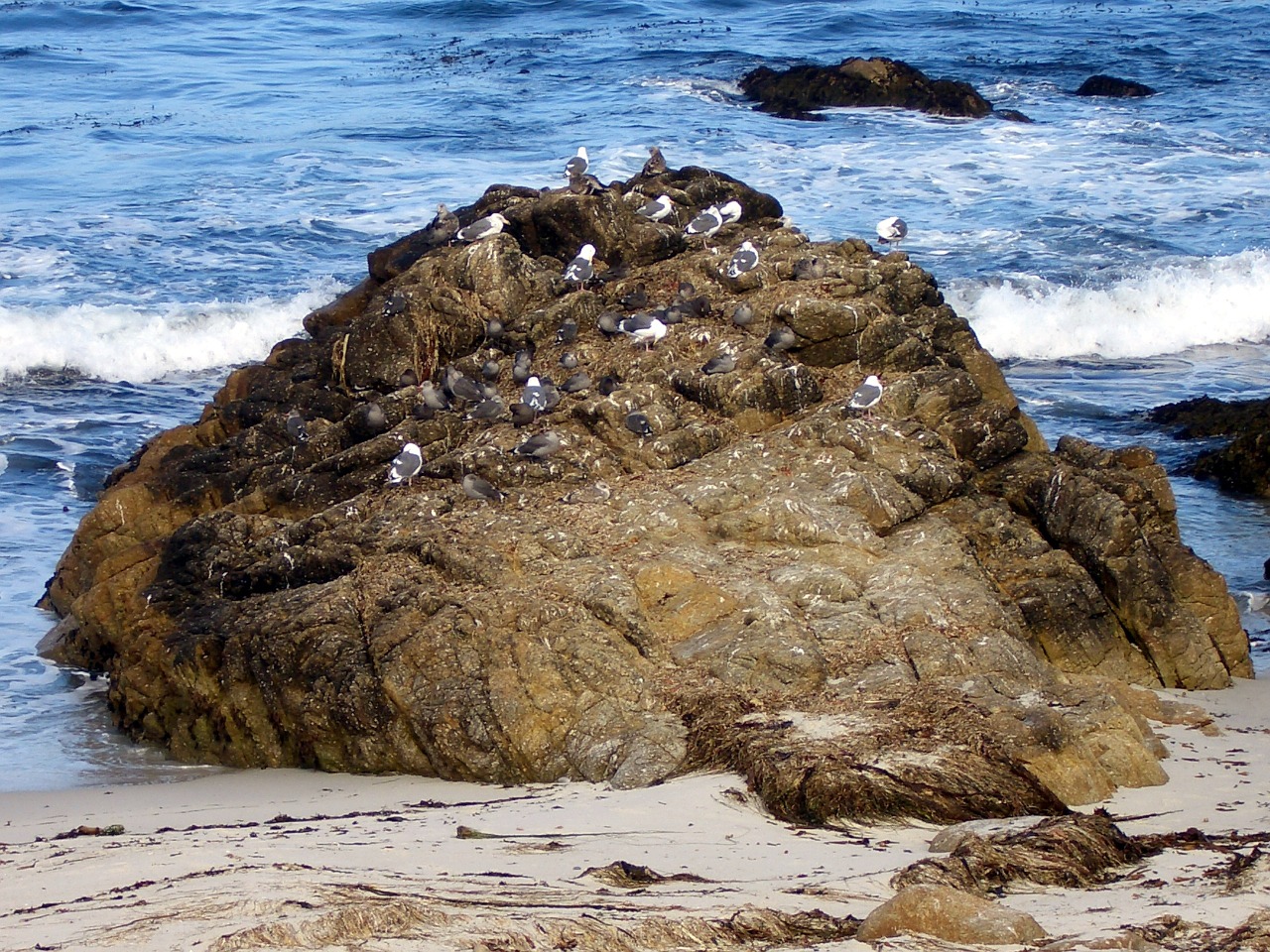 birds coast surf free photo