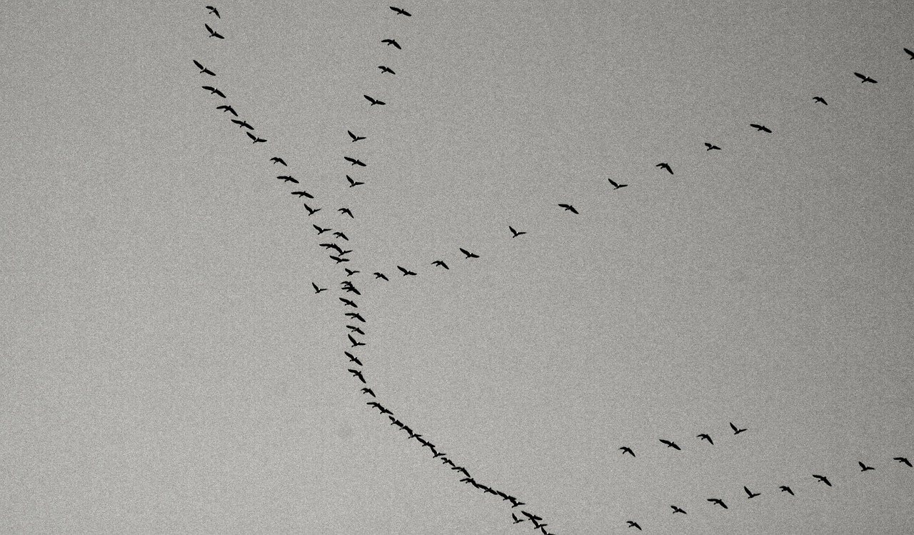 birds cold dark free photo