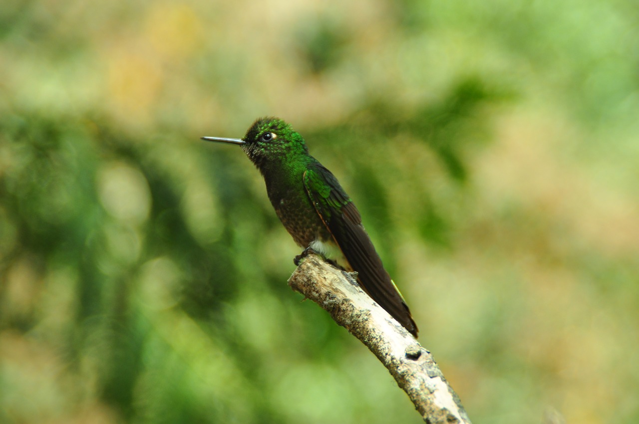 birds hummingbird green free photo