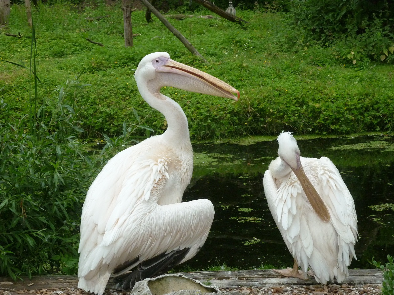 birds pelicans clean free photo