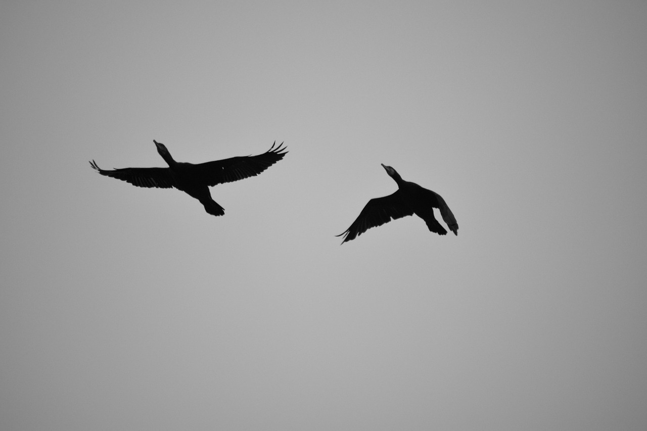 birds flight cormorants free photo
