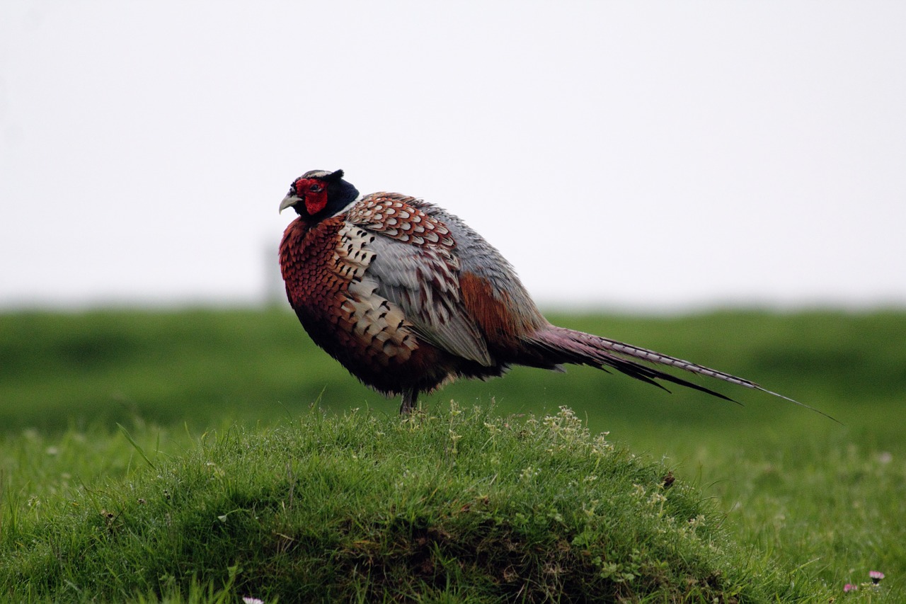 birds pheasant animal free photo