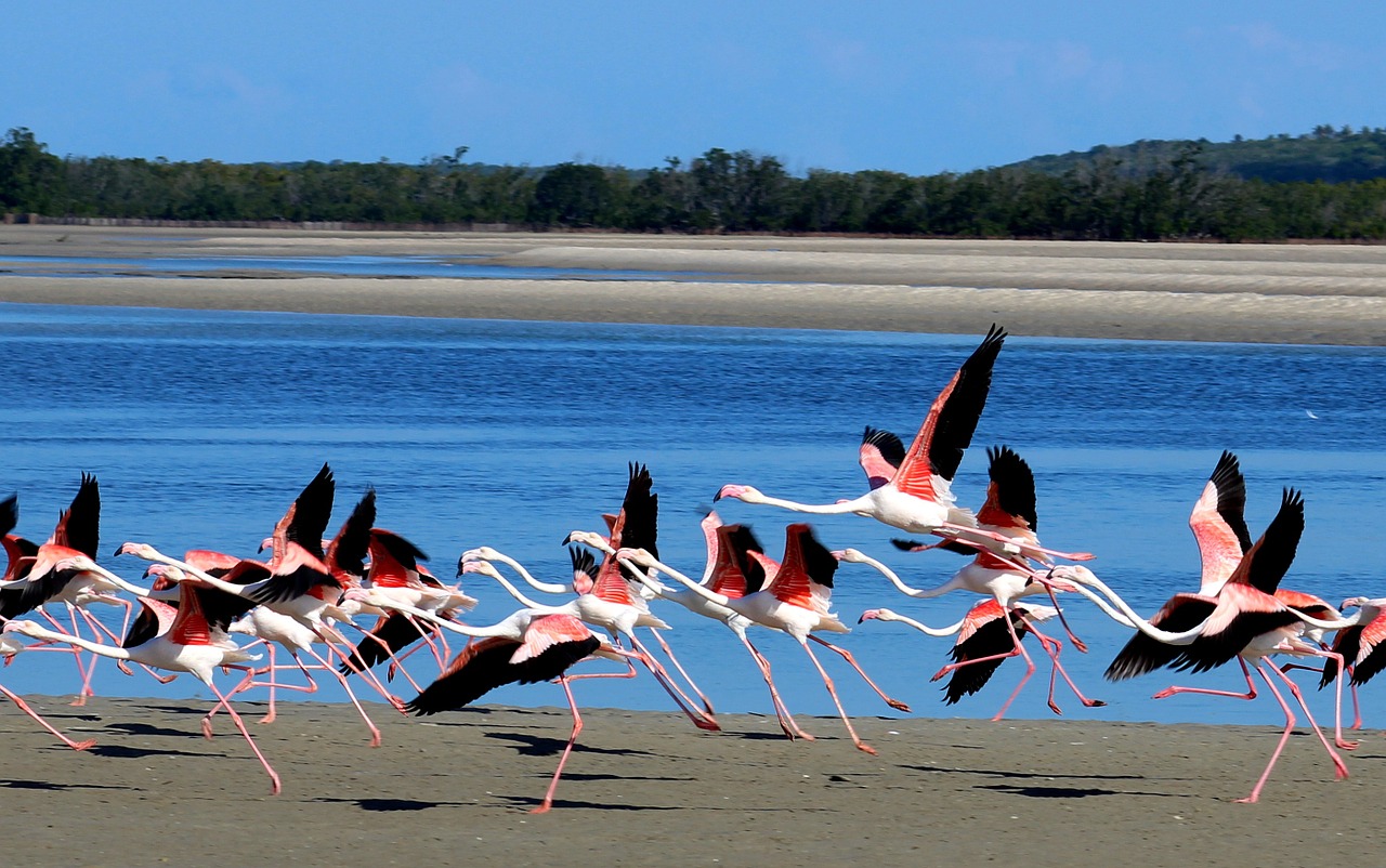 birds sea wildlife free photo