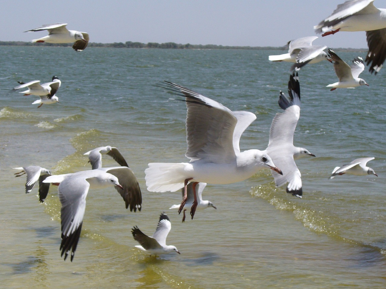 birds seagulls sea free photo