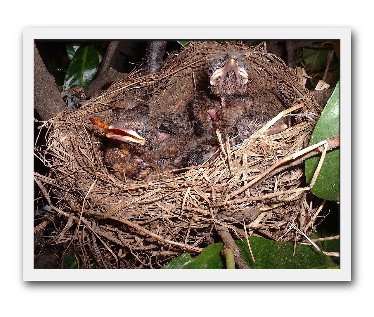 birds merlo nest free photo