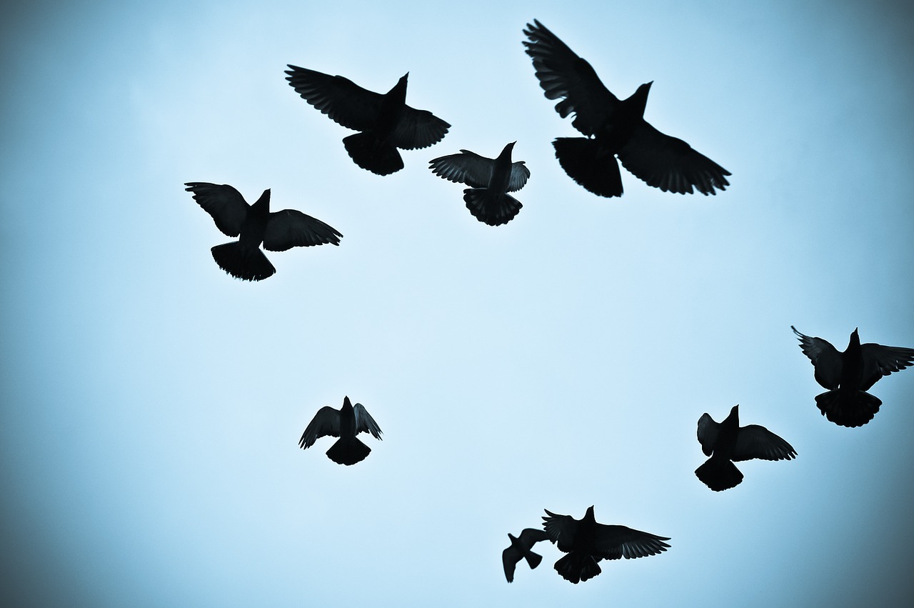 birds pigeons silhouette outline free photo