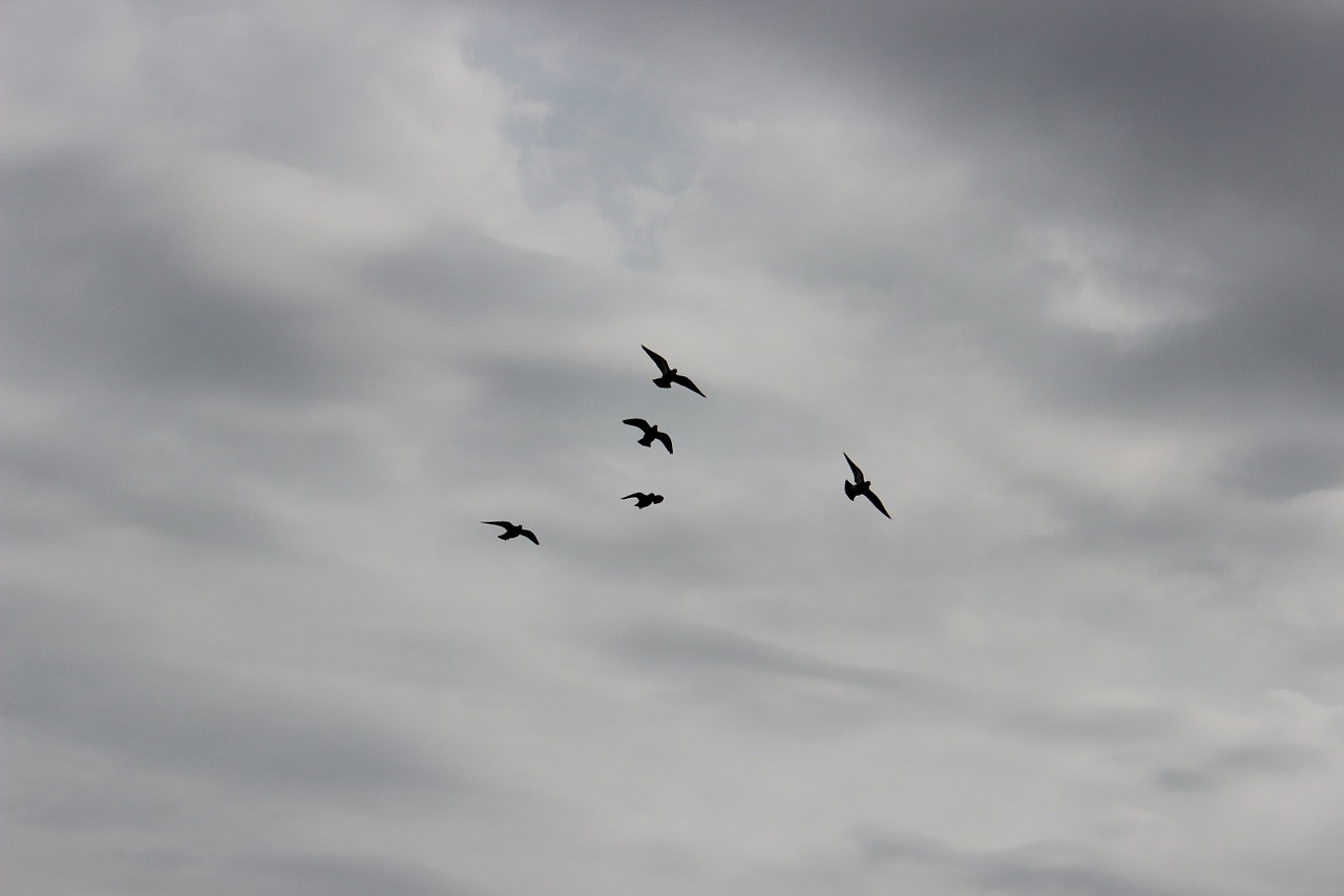 birds sky flight free photo