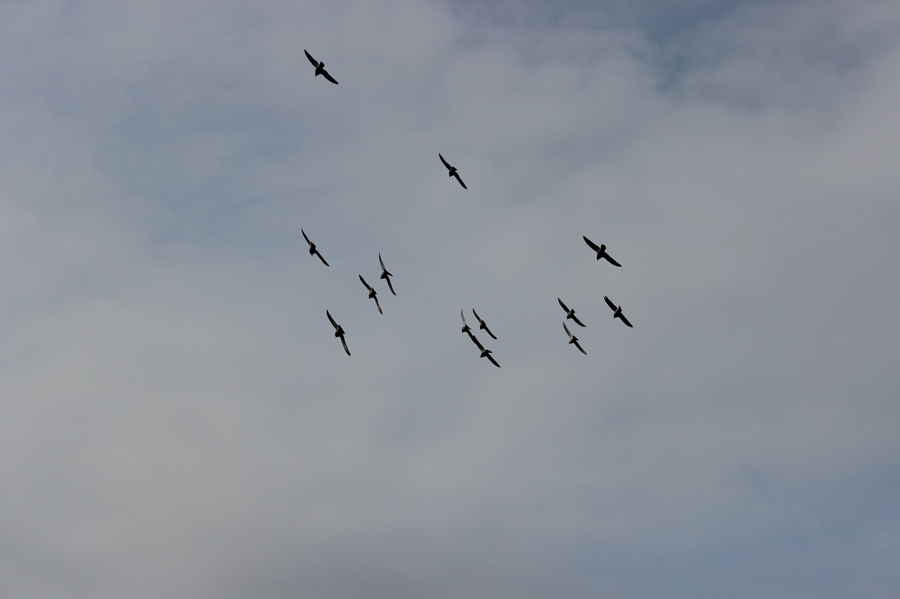 birds sky flight free photo