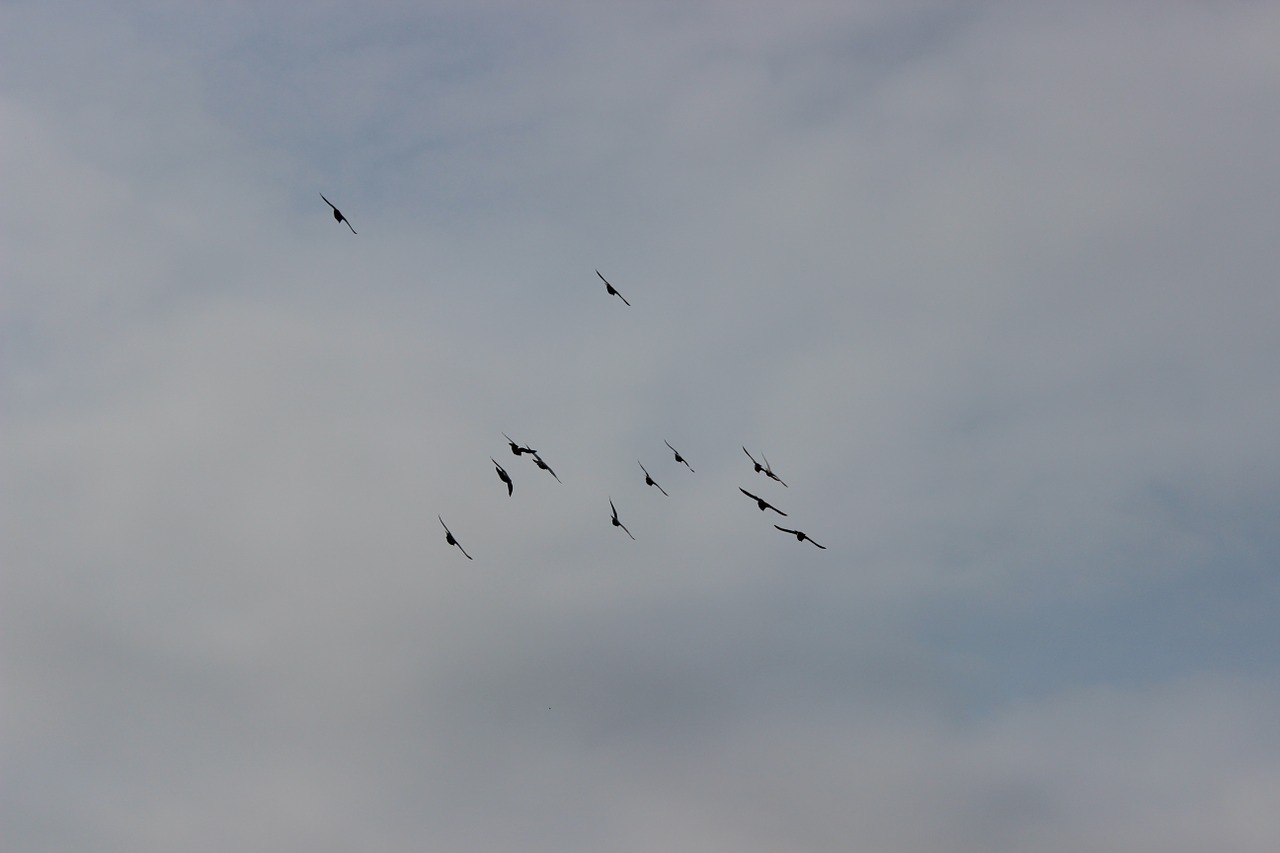 birds sky flight free photo