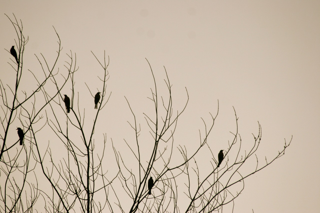 birds tree nature free photo