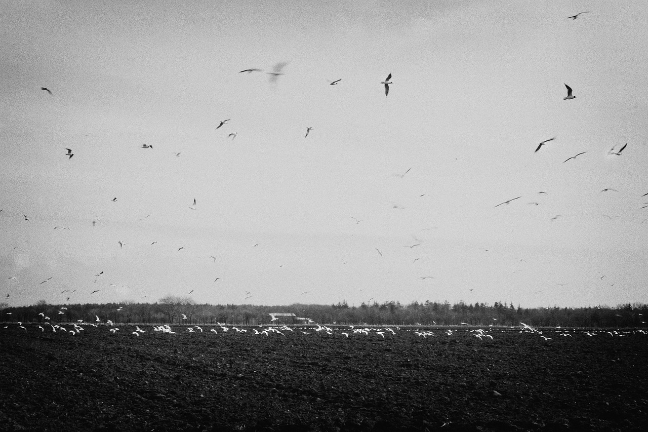 birds flying fields free photo