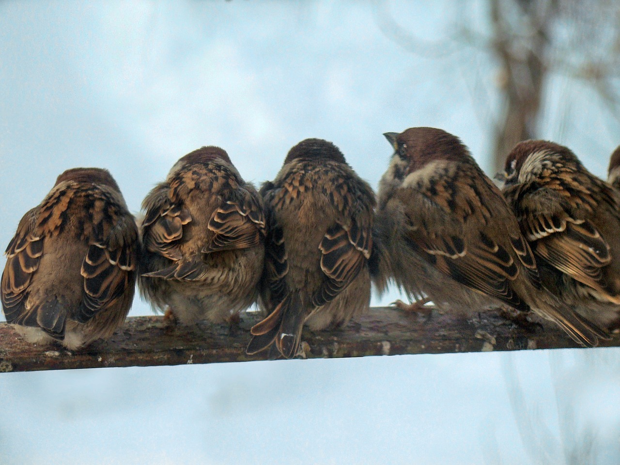 birds bird perch sparrow free photo