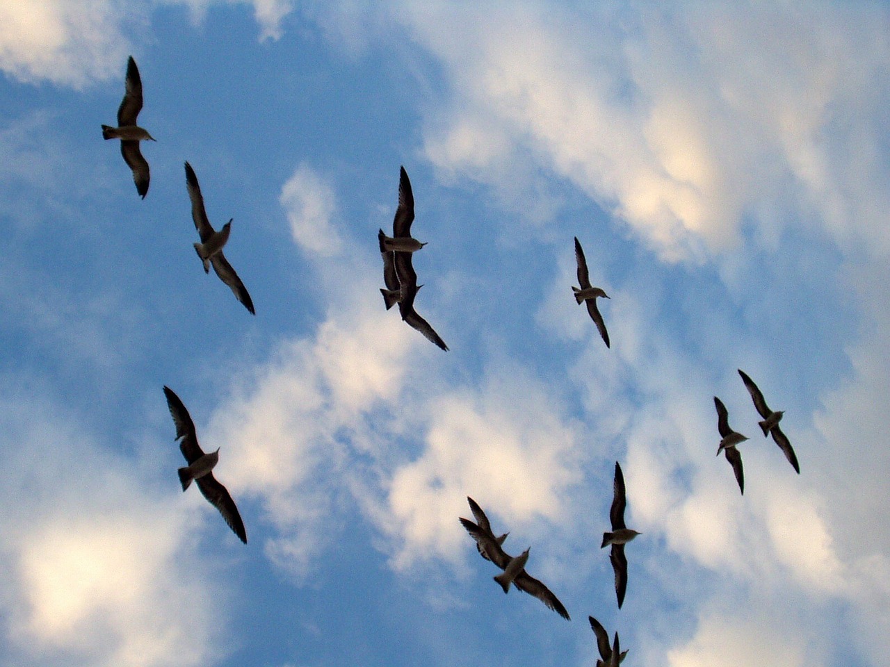 birds flying silhouette free photo