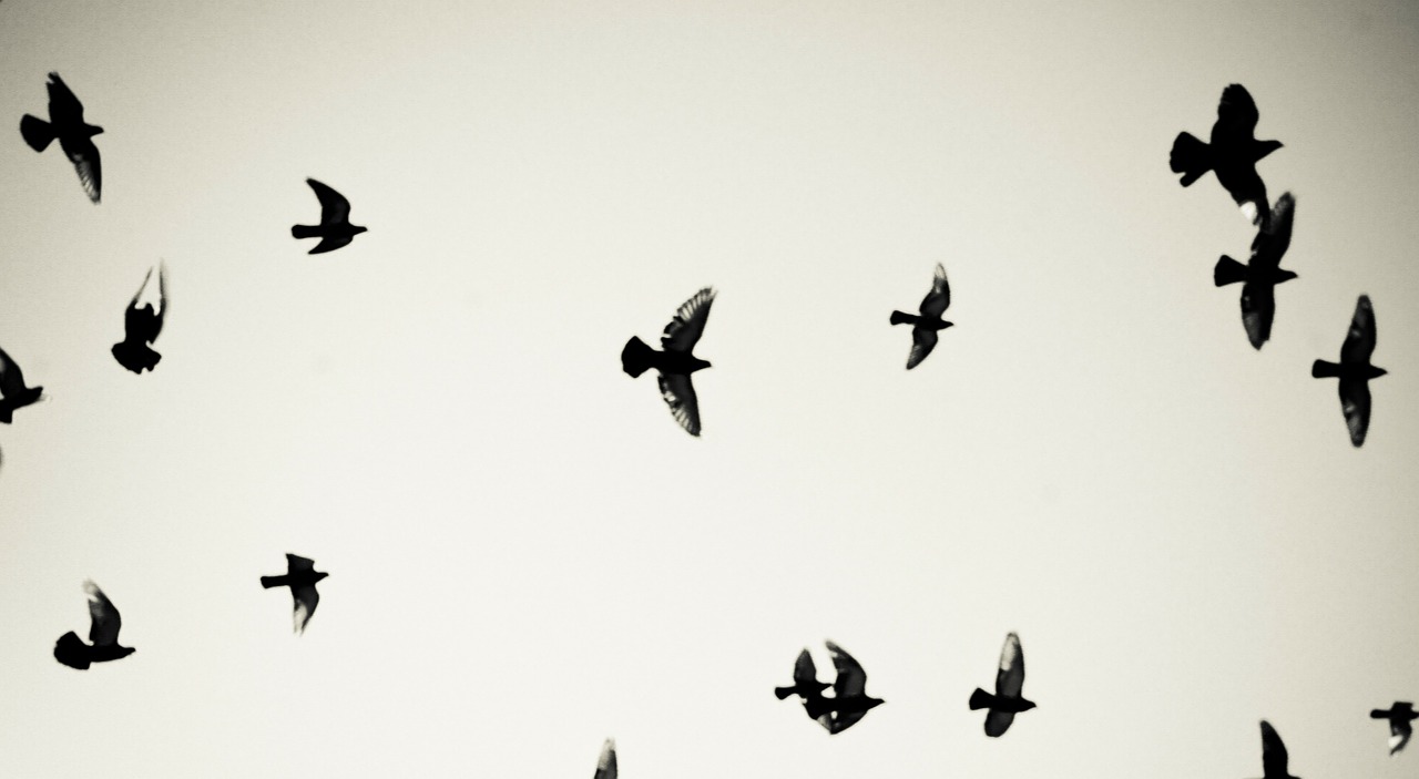birds pigeons flying free photo