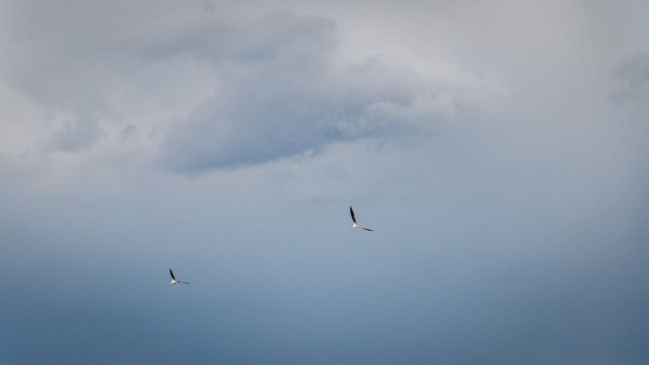 birds sky nature free photo