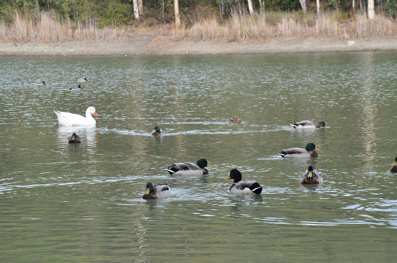 birds ducks lake free photo