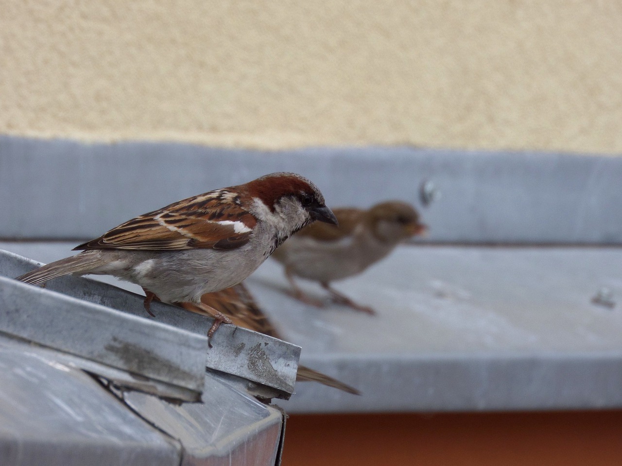 birds sparrows nature free photo