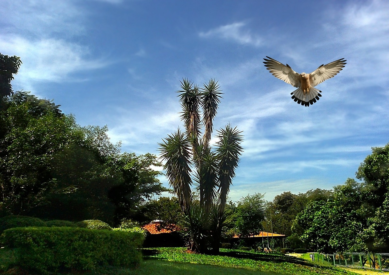 birds trees sky free photo