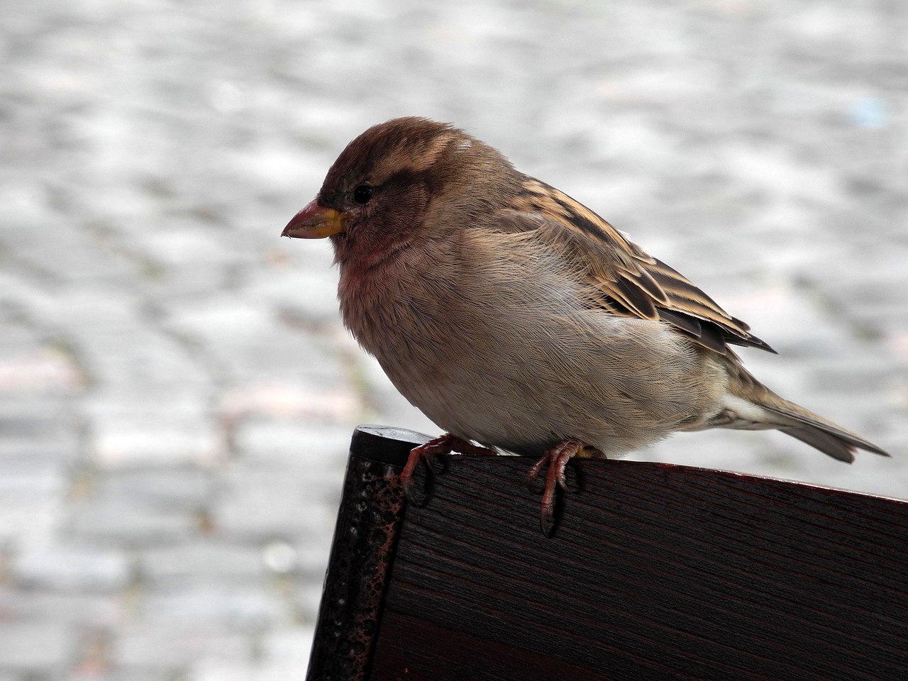 birds sparrow nature free photo