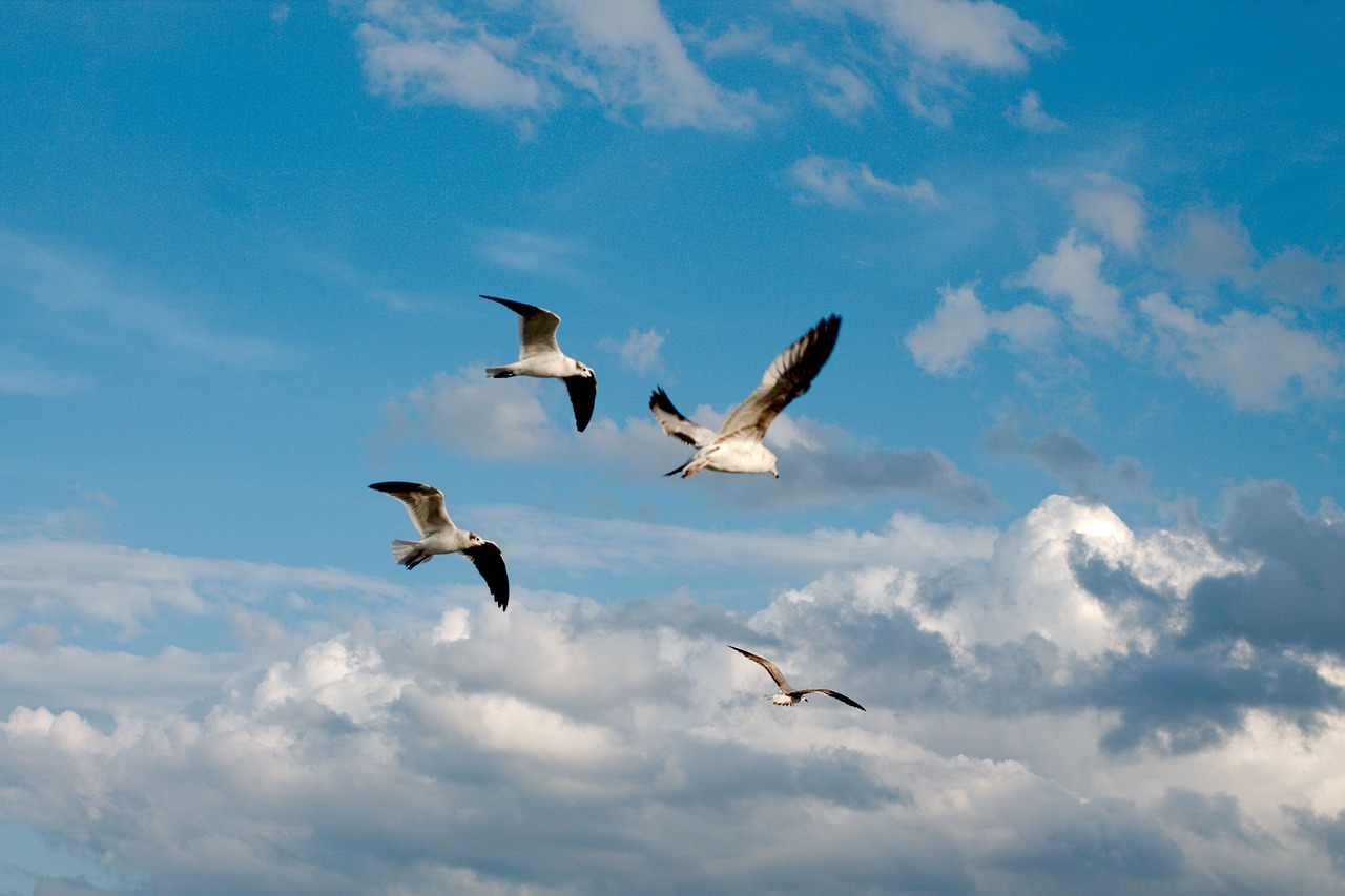 birds sea gulls gulls free photo