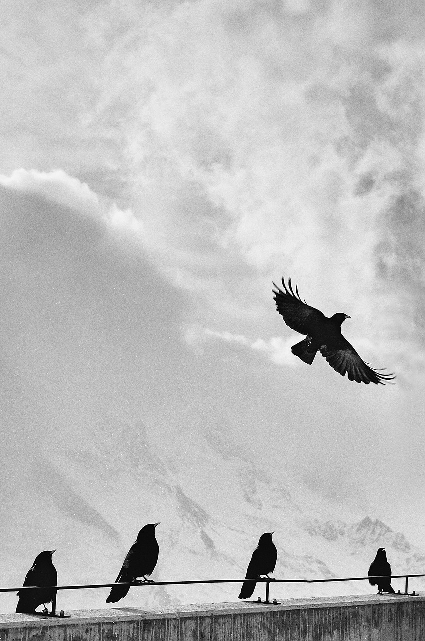 birds perched sky free photo