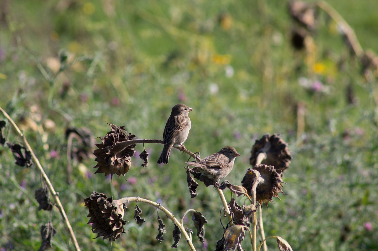 sparrows birds sunflower free photo