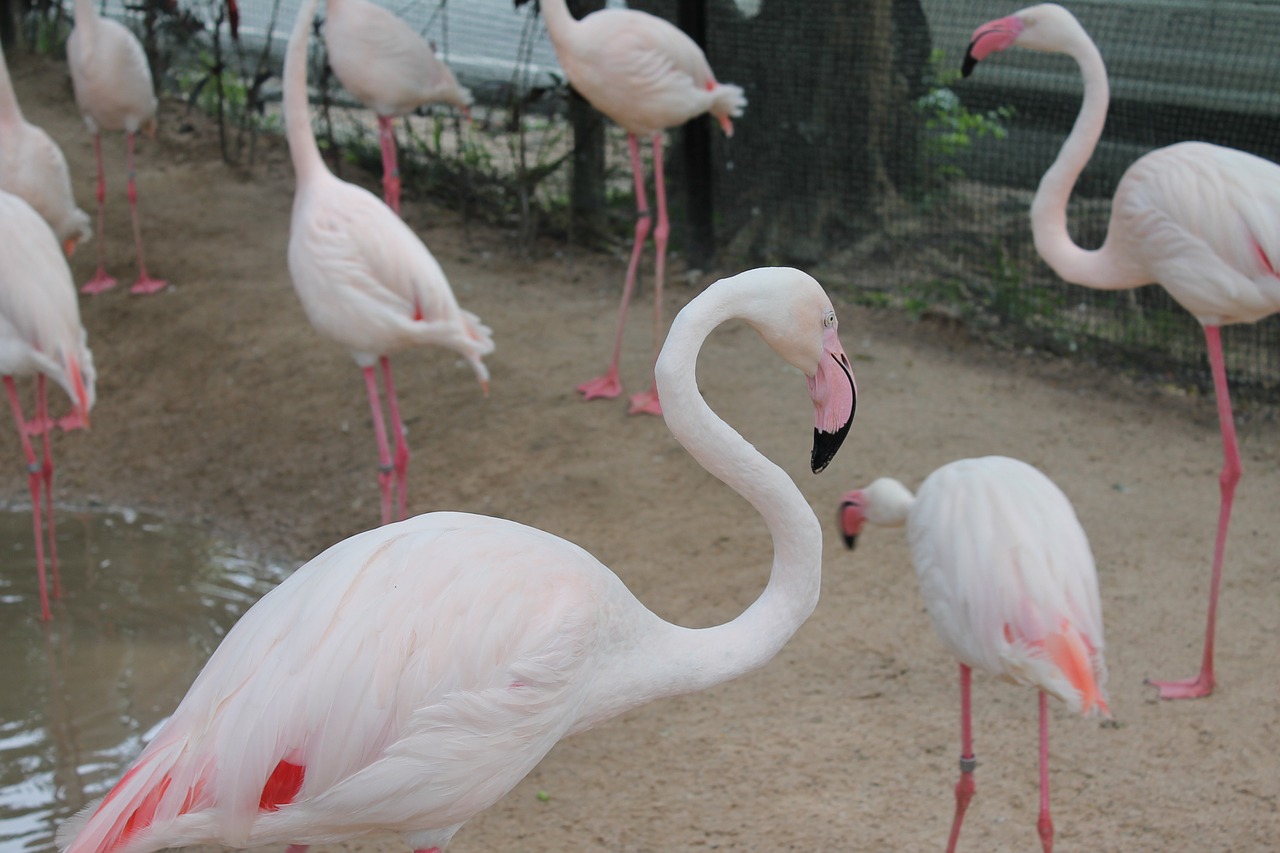 birds flamingo pink flamingo free photo