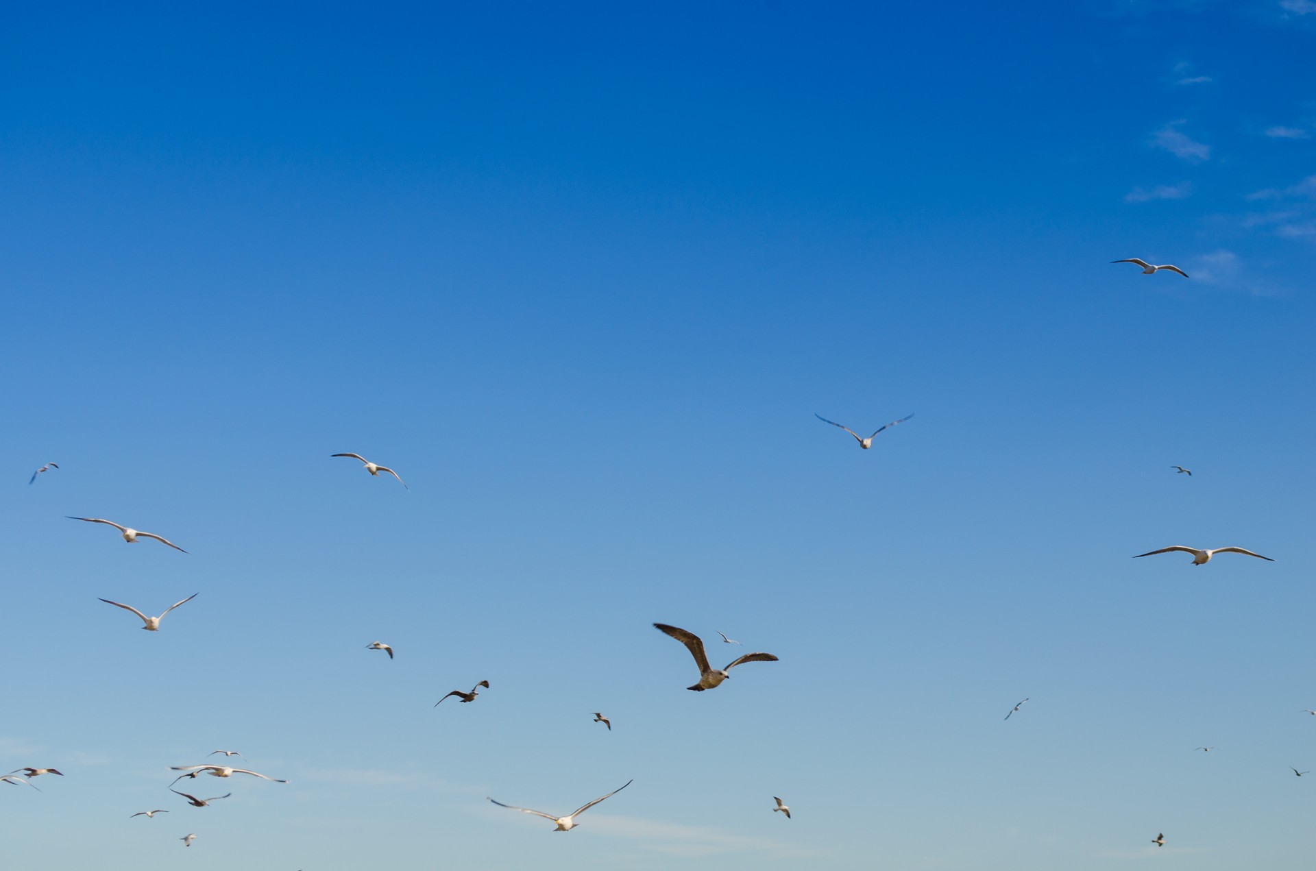 sky bird blue free photo