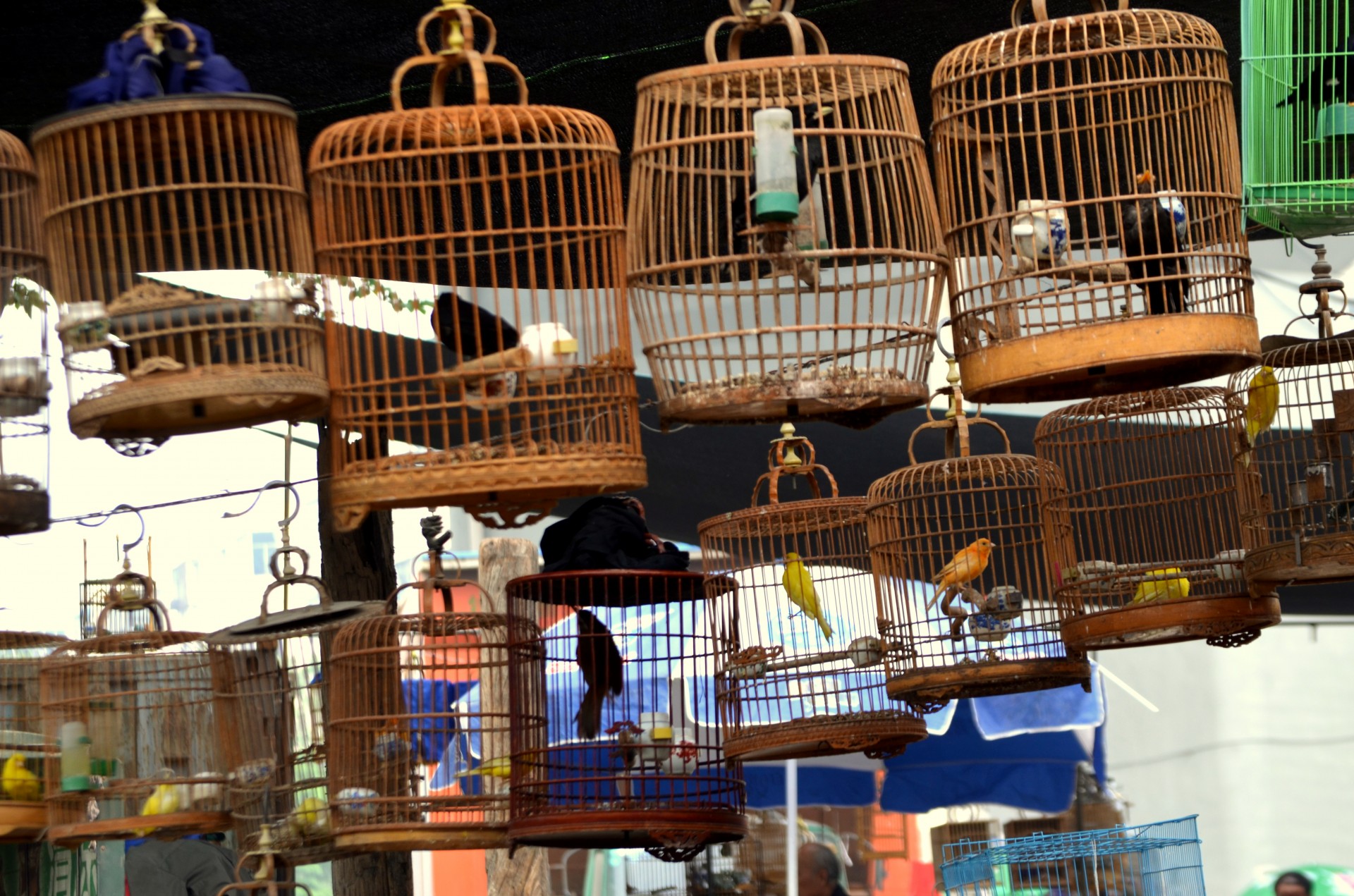 птичий рынок в санкт петербурге с животными