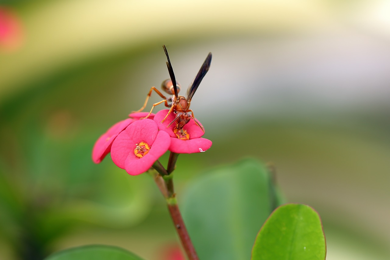 birds and the bees pollination bee free photo