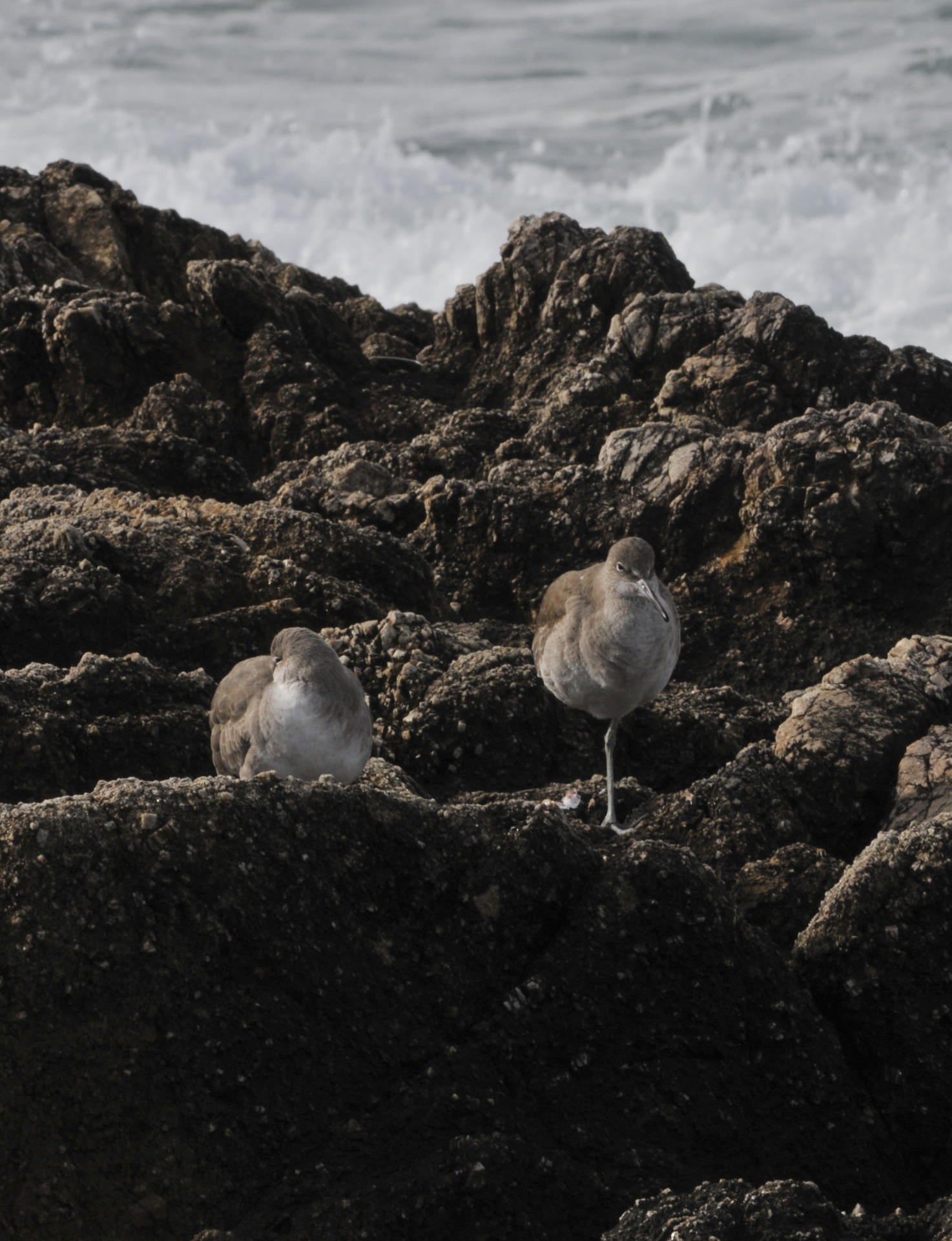 bird birds sea free photo