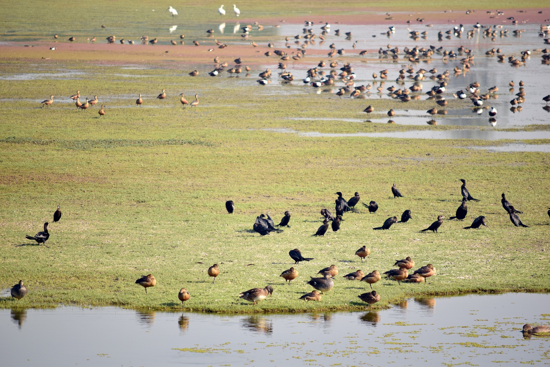 birds pond lake free photo