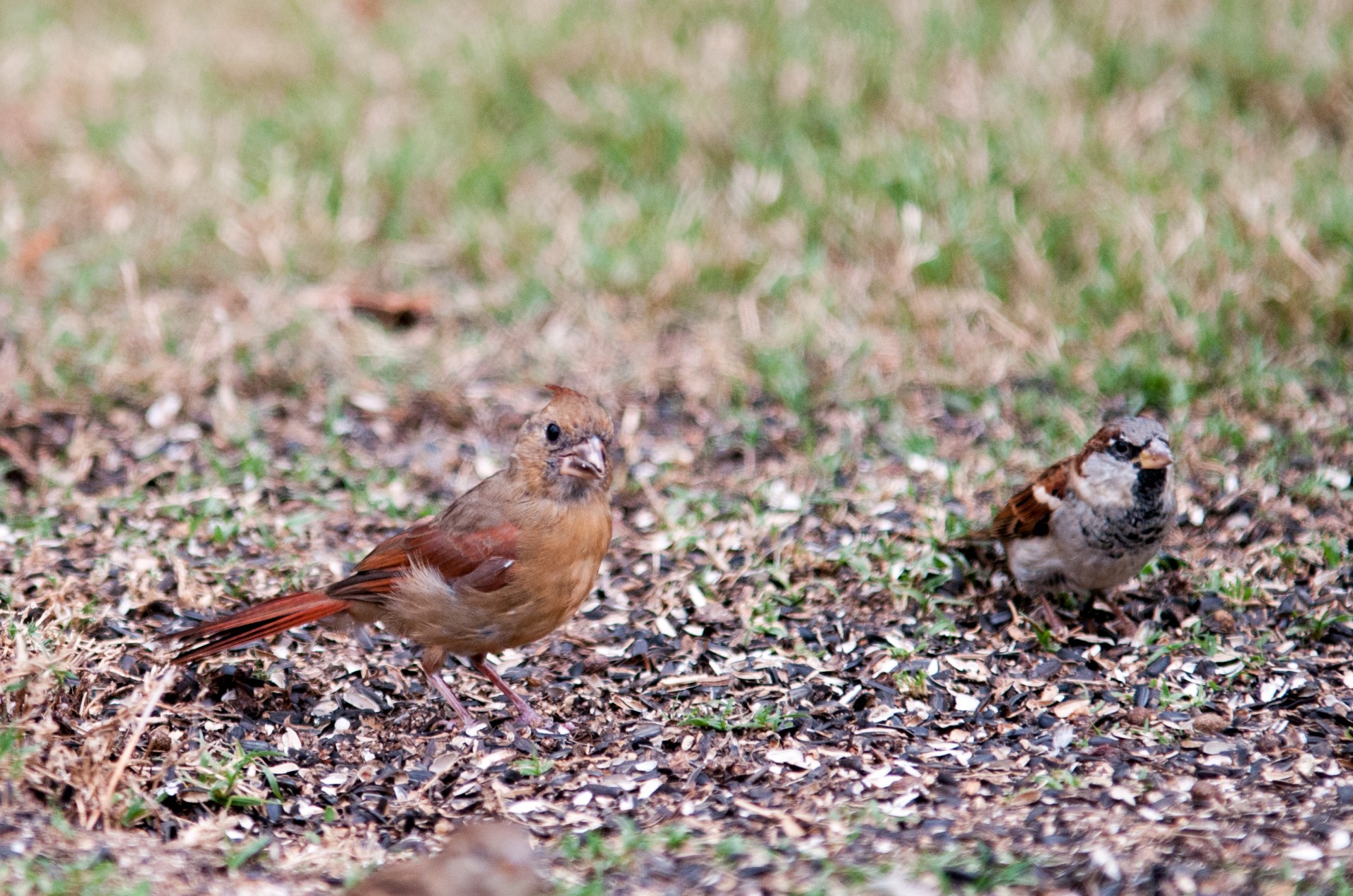 birds birdfeeder sparrow free photo