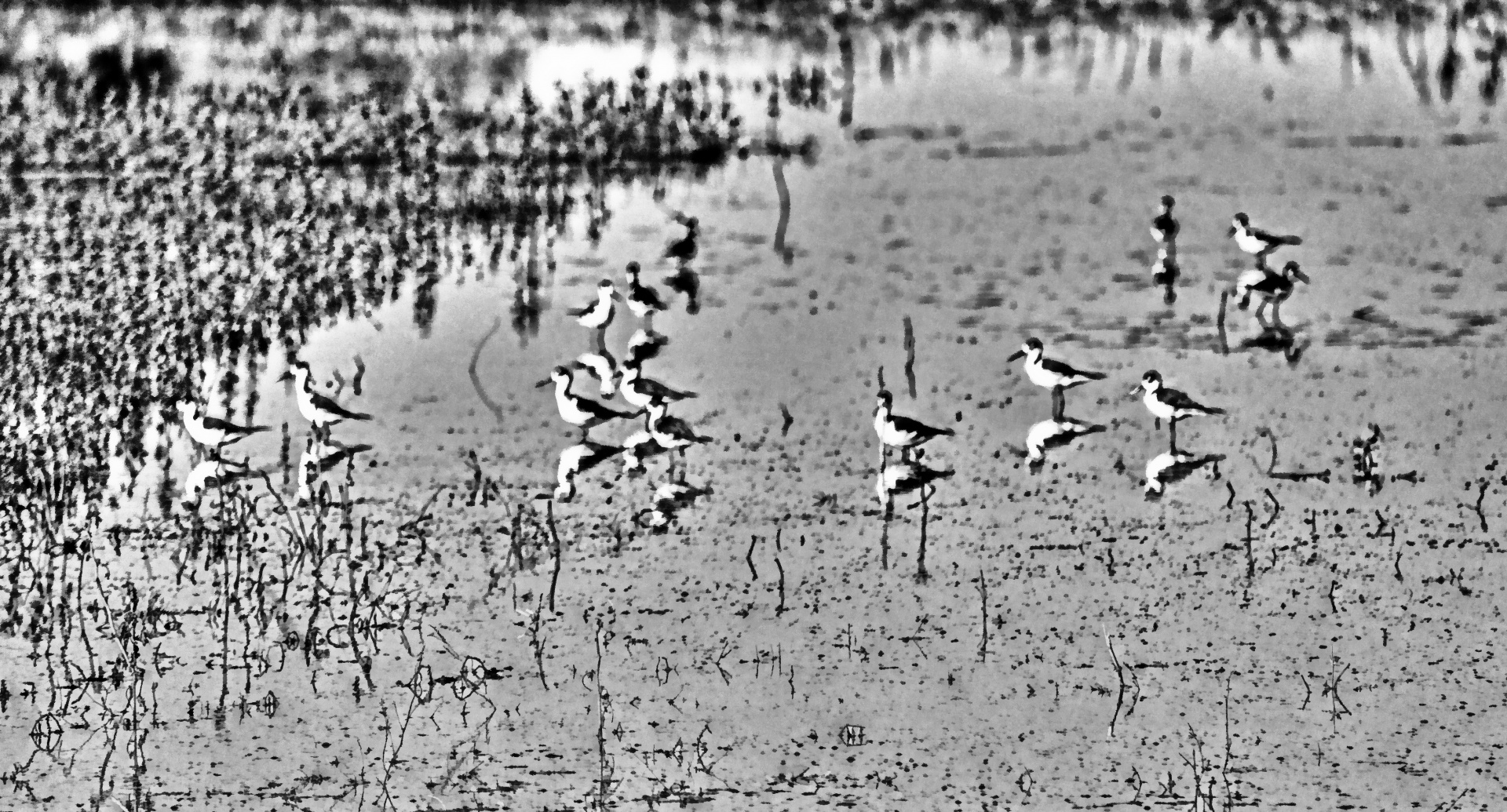 bird birds wetland free photo