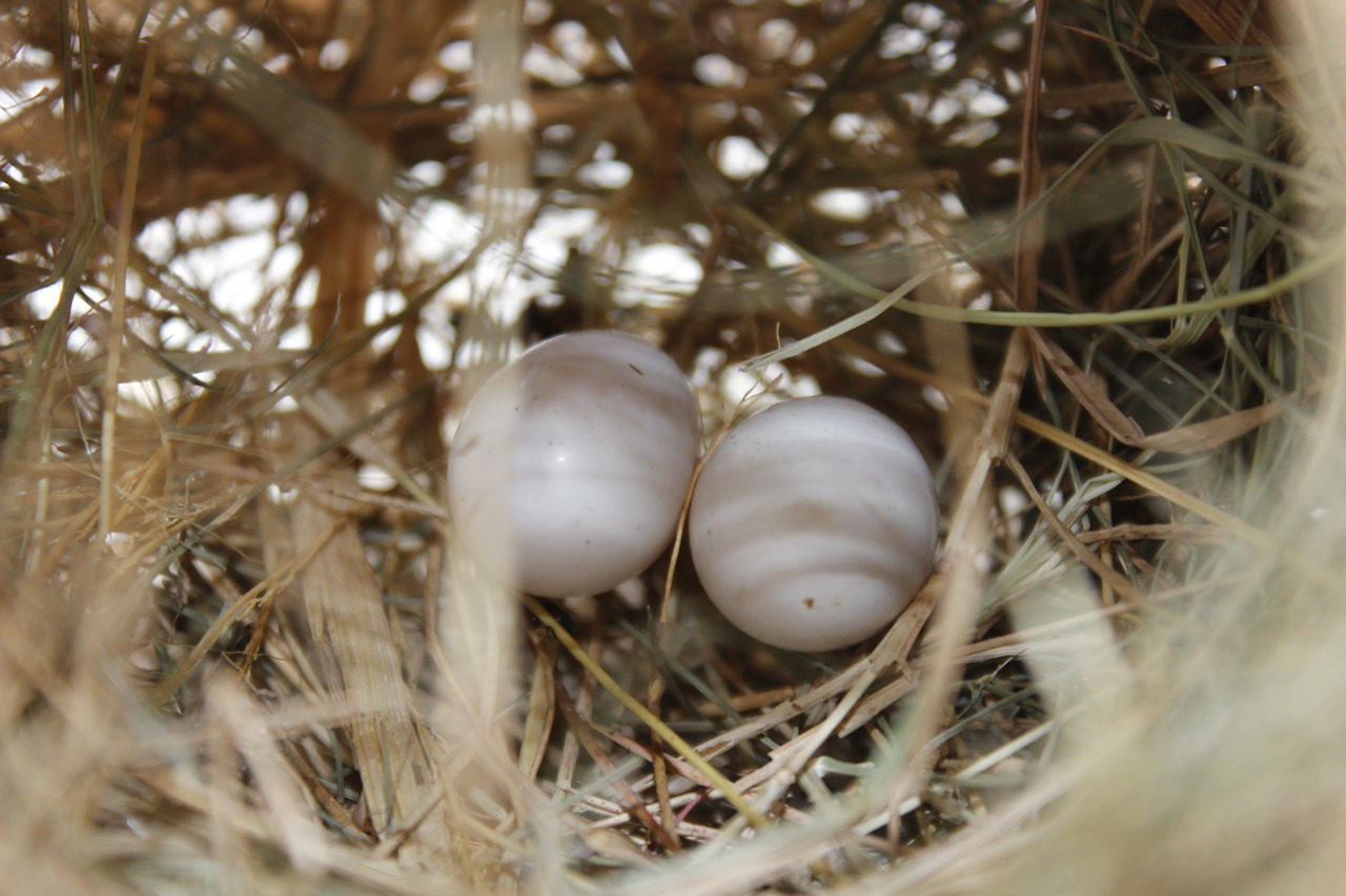 bird's egg nest nature free photo