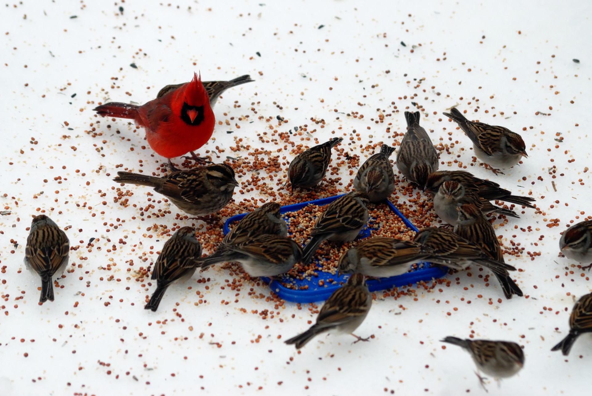 birds avian feeding free photo