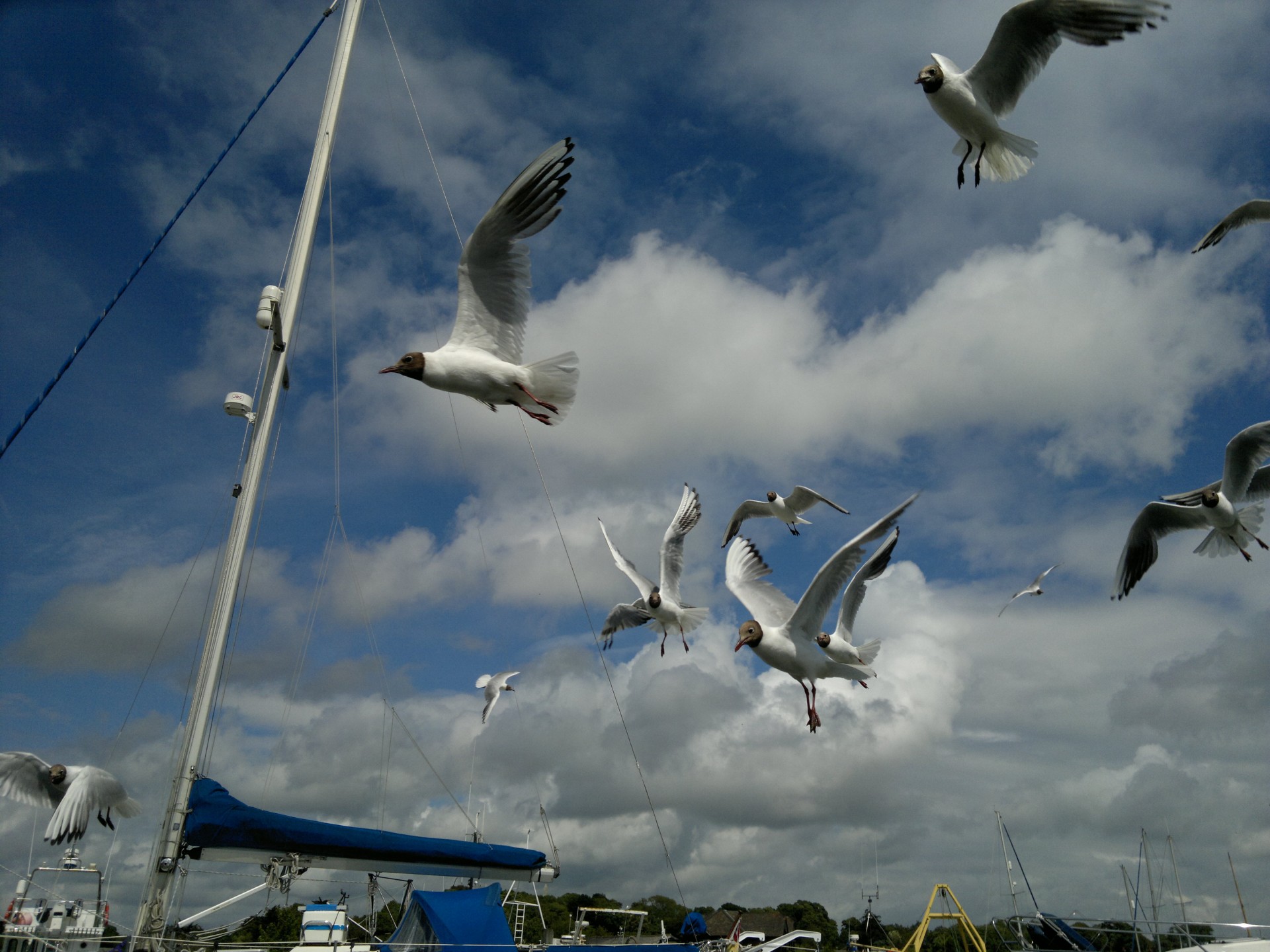 birds sea gulls birds flocking free photo