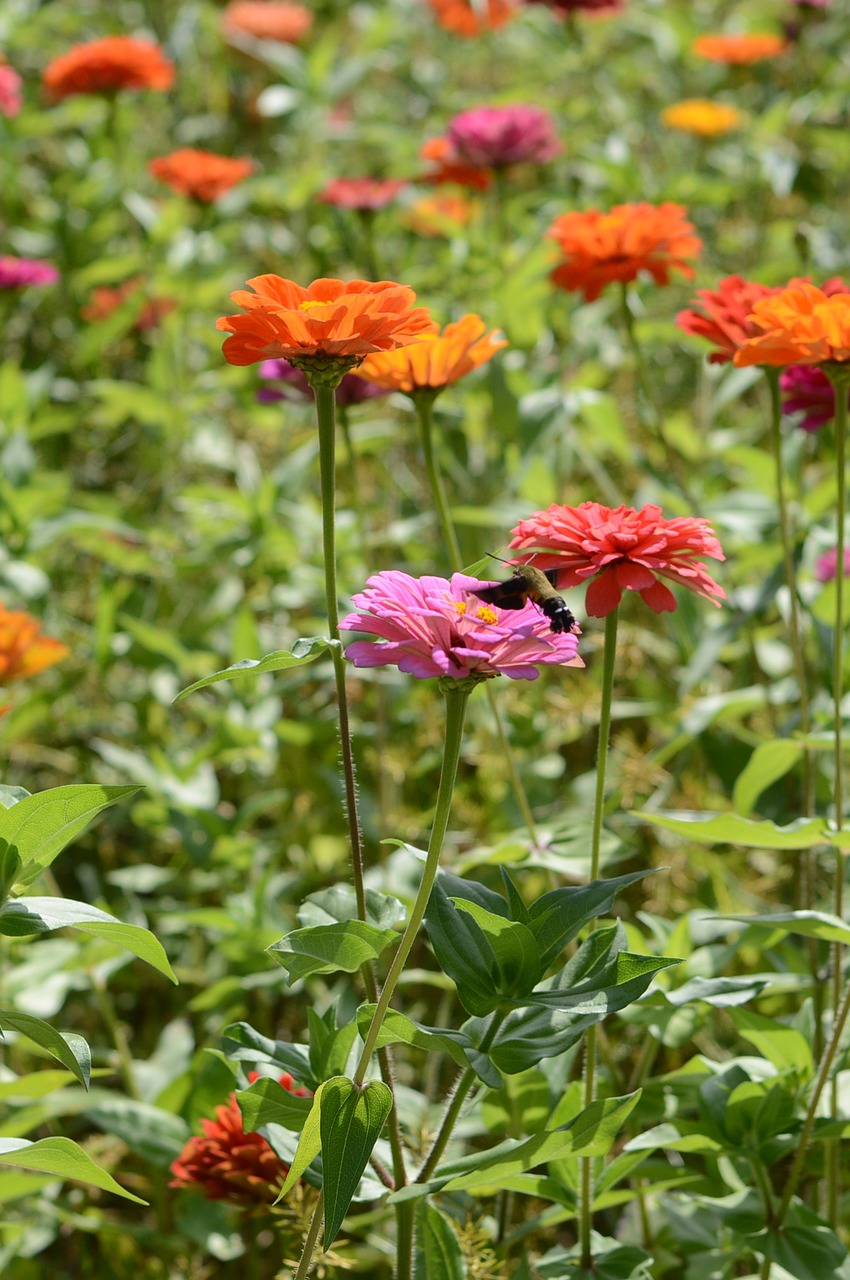 bird's flowers the flowers background free photo